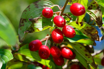 Obraz premium The ripe fruit of the Cornus mas (Cornelian cherry, European cornel or Cornelian cherry dogwood)