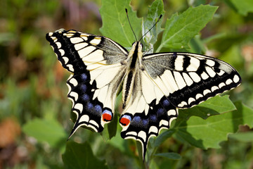 Fototapeta na wymiar Close-upof the swallowtail, Papilio machaon