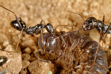 Ants are scavenging on the centipede