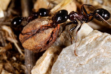 The ants are collecting the seeds