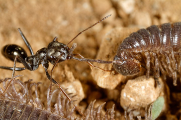Ants are scavenging on the centipede
