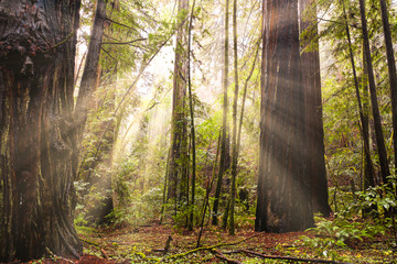 Redwood forest with sun rays
