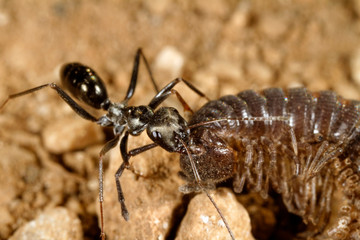Ants are scavenging on the centipede