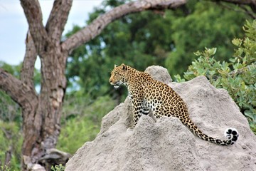 A young male leopard surveys the surrounding savanna on Chiefs island in the okavango delta in the country of Botswana. Botswana is a country in Southern Africa.    