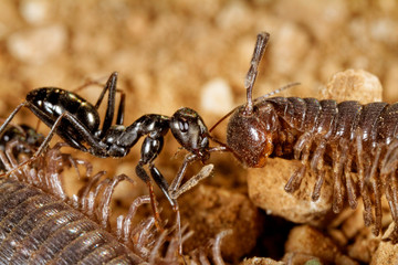 Ants are scavenging on the centipede