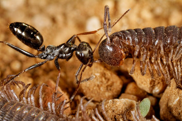 Ants are scavenging on the centipede