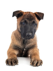 puppy malinois in studio