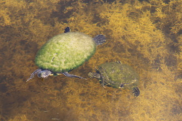 Two swimming eastern slider painted turtles
