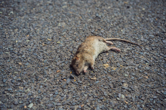 Dead rat on the pavement in the city