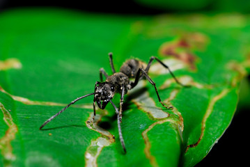 Black ant on the leaves.