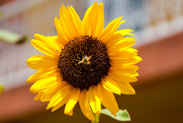 Large yellow sunflower on sky background, close-up, place for text