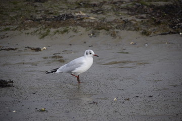 mouette oiseau