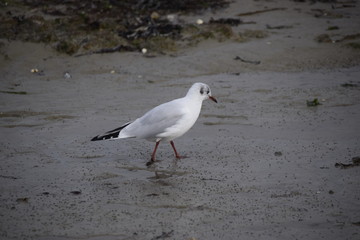 mouette oiseau