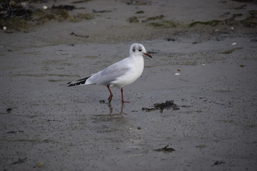 mouette oiseau