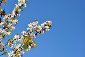Spring Cherry Blossom, Prunus Cerasus Avium