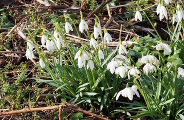(Galanthus nivalis) Snowdrops which hangs down off and open outer white petals over inner petals...