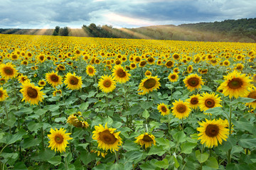 Obraz premium Large beautiful field of sunflowers