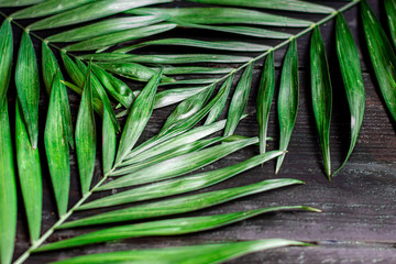 Green palm leaves on a black wooden background.