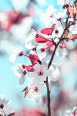 tree branch with buds background