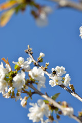 Spring Cherry Blossom, Prunus Cerasus Avium