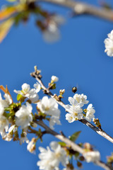 Obraz premium Spring Cherry Blossom, Prunus Cerasus Avium