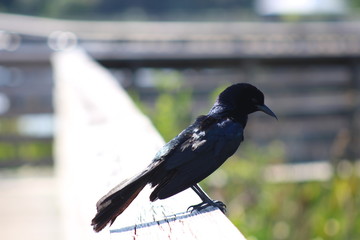 a black bird resting on a bridge  