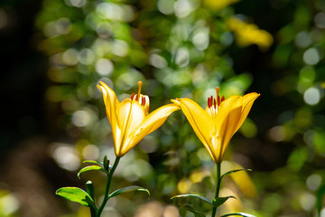 Obraz premium ゆりの花