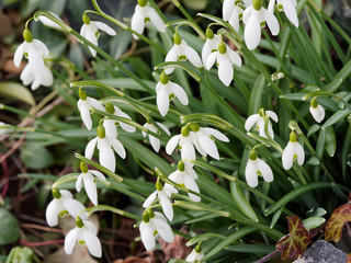 (Galanthus nivalis) Snowdrops which hangs down off and open outer white petals over inner petals with leaves like narrow blades 