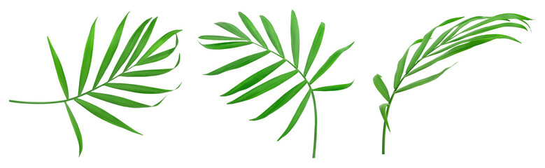 Green leaves of palm tree isolated on white background with clipping path. Set or collection