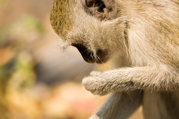 Vervet Monkey
