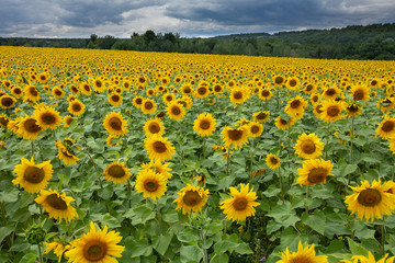 Obraz premium Large beautiful field of sunflowers
