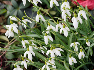 (Galanthus nivalis) Snowdrops which hangs down off and open outer white petals over inner petals...