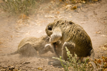 Obraz premium Vervet Monkey