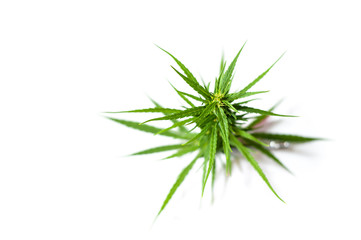 Fresh Medical marijuana isolated on white background. Therapeutic and medicinal cannabis