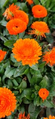 Closeup look of Orange Flower in a group Noida Garden