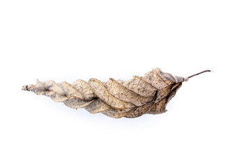 dried oak leaf on the white snow