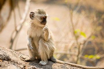 Vervet Monkey