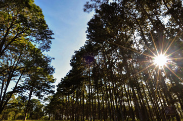 Obraz premium Pine forest mist in maehongso;Thailand