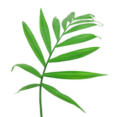 Green leaves of palm tree isolated on white background with clipping path
