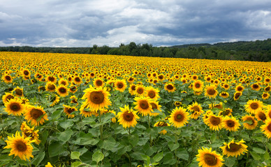 Obraz premium Large beautiful field of sunflowers