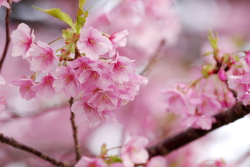 Obraz premium 河津桜