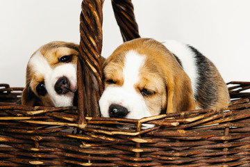 Two purebred puppies of a Beagle dog.