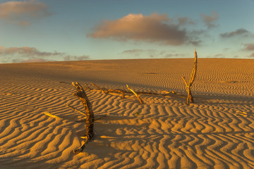 dead trees consumed by deserts