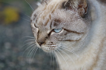 青い目の猫ちゃん