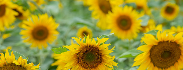 Fototapeta premium Large beautiful field of sunflowers