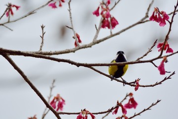 Green-backed Tit bird (Parus monticolus)