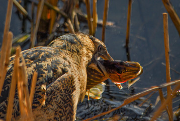 Great bittern with prey
