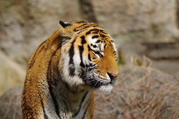 Fototapeta premium トラ