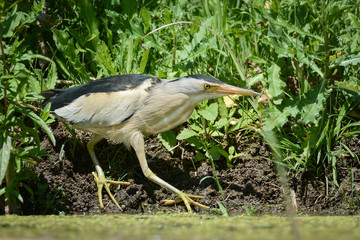 Little bittern no 2
