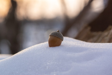 beautiful acorn on the white snow 2 © RuslanFatykhov
